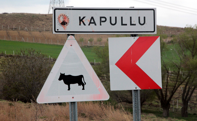  Beypazarı’nda çakallar kedileri yedi – Birlik Haber Ajansı