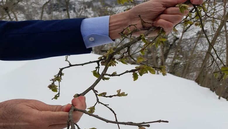  Kar nedeniyle fındıkta don alarmı! – Birlik Haber Ajansı