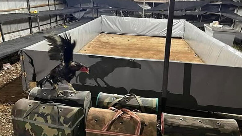  Antalya’da horoz dövüşüne 129 bin lira ceza: 14 kişiye yüklü yaptırım – Birlik Haber Ajansı