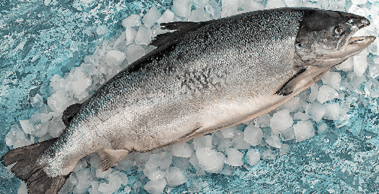  Doğu Karadeniz’den 2 ayda 8,6 milyon dolar somon ihracatı – Birlik Haber Ajansı