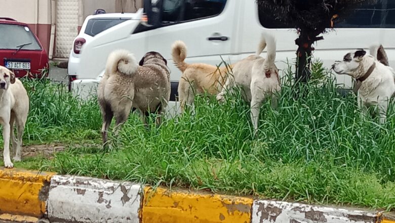  PAZAR’DA SOKAK  KÖPEKLERİ  VATANDAŞLARI VE ÖĞRENCİLERİ  TEDİRGİN EDİYOR..