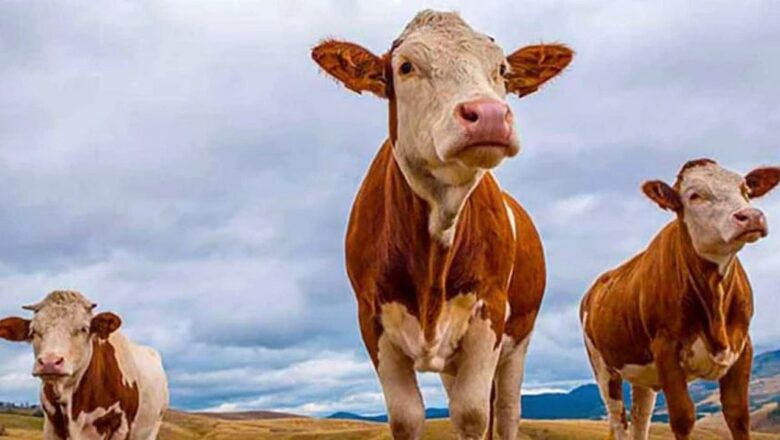  Vekaletle kurban kesim bedelleri açıklandı – Birlik Haber Ajansı