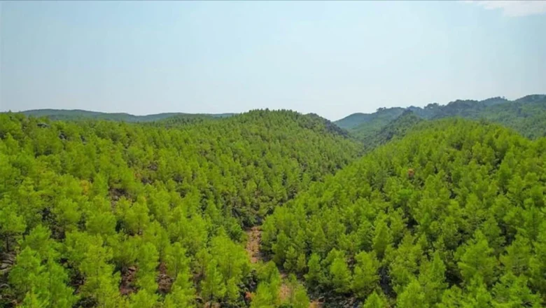  Muğla'da ormanlara giriş 1 Mayıs'tan itibaren yasaklanacak