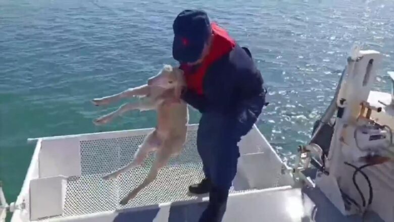  Sahil Güvenlik’ten Kuzu Operasyonu – Birlik Haber Ajansı