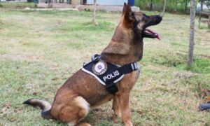 Van ve Şanlıurfa’da narkotik operasyonu: 311,5 kilo madde ele geçirildi – Birlik Haber Ajansı